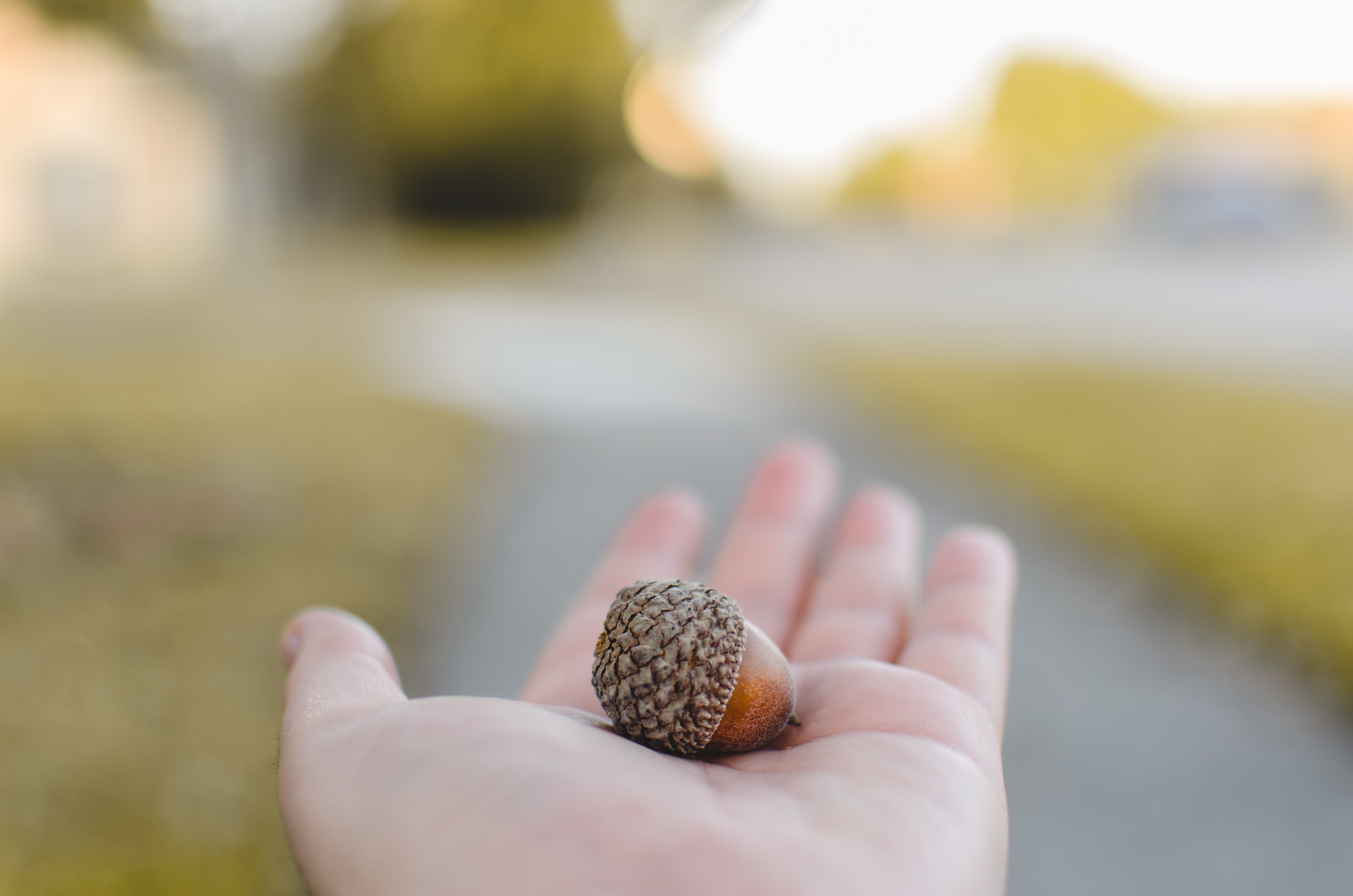 Acorns In A Parking Lot